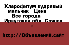 Хларофитум кудрявый мальчик › Цена ­ 30 - Все города  »    . Иркутская обл.,Саянск г.